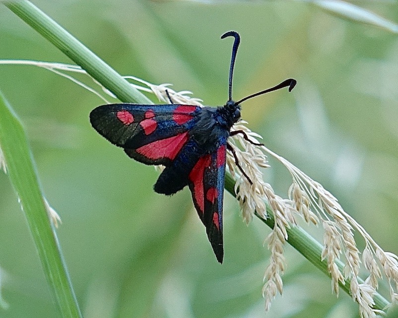 five-spot burnet